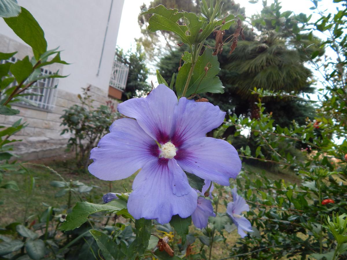 Molino Apolloni Madre Terra - B&B Ostra מראה חיצוני תמונה